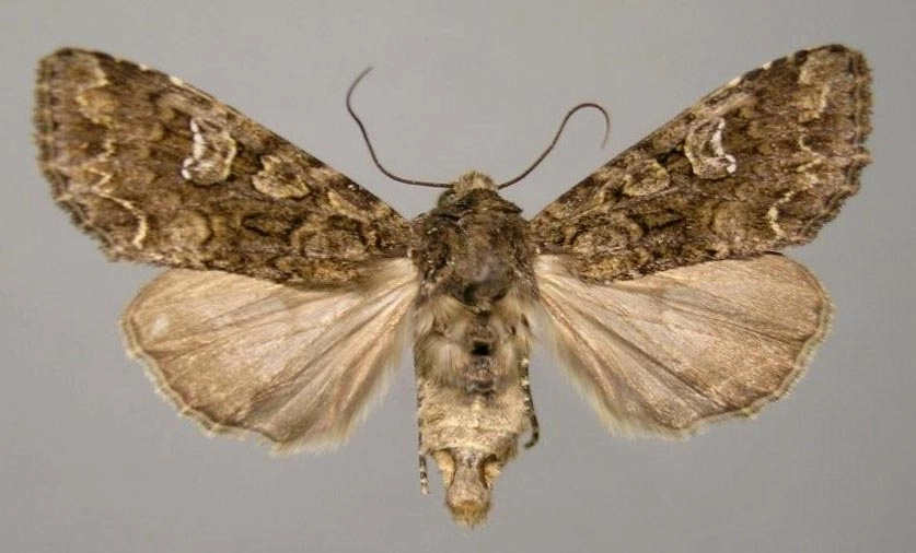 16547, kooluil, Mamestra brassicae, HKSchiphorst, coll. P.Rooij.jpg